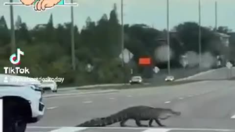 Florida Gator