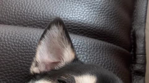 he go to sleep....soon...(chihuahua)