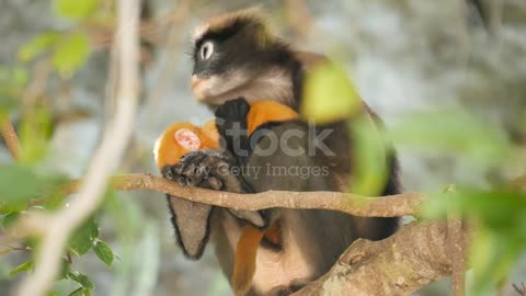 Cute spectacled leaf langur.