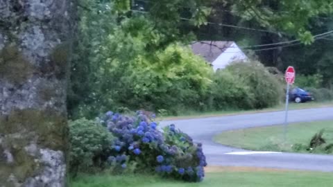 Cougar Stalks Deer Through Residential Street