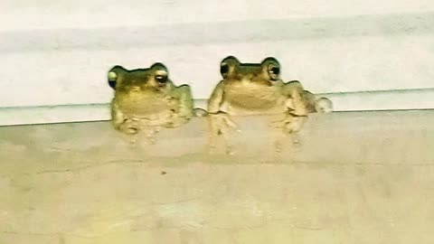 Save Yaegl Frogs💞🐸🐸🐸🐸