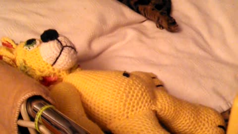 Tired Cat Tries To Ignore Playful Monkey That Pounces On Her