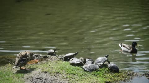 Milan, Italy - park Sempione - turtles bask in the sun