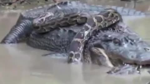 PYTHON vs CROCODILE