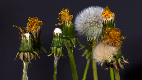 Flower Time Lapse