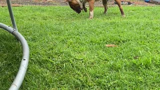 Bouncy Bull Terrier