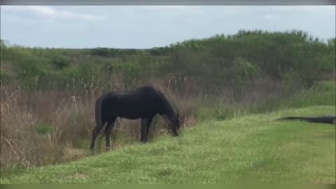 Horse attacking crocodile - unbelievable footage!