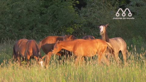 CRUZA DE CAVALO COM VACA