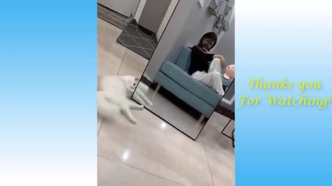 Cute Cat Afraid Of Its Own Reflection! Must Watch!