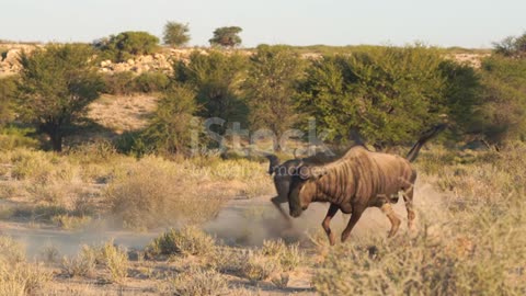 wild bulls fighting