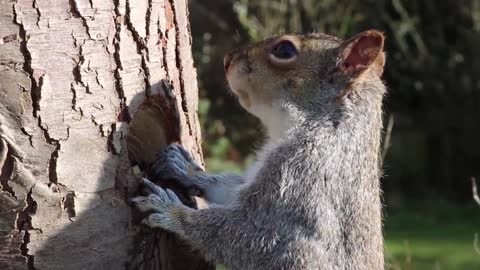 Cute squirrels in the wild