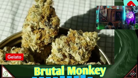 High Times Top 10 Cannabis strains Reaction