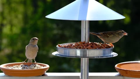 Sparrow eating