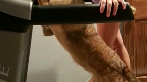 Dog walks like human on treadmill