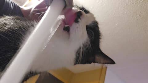 Cat drinks water from faucet