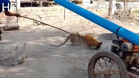 Tiger attacks dog prank video (Part-3)