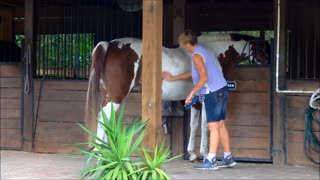 Adorable Arabian Female Horse Likes Brushing By Woman