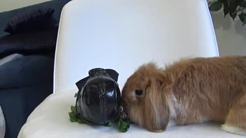 Star Wars Episode 1 : When Pimousse The Bunny meets Darth Bun