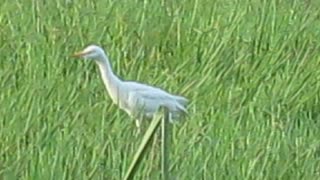 Cattle Egret