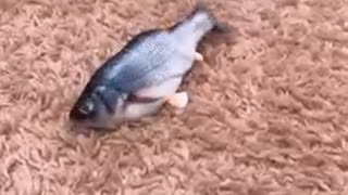 Yorkie has mind blown by remote controlled fish