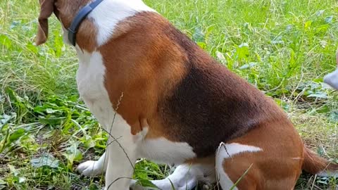 Beagle grooming routine