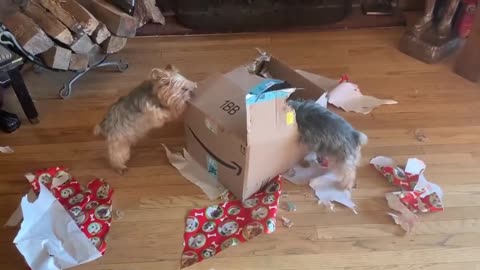 Three Yorkies Rip Christmas Present Apart