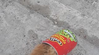 Tijuana Cat Trapped in a Tin Can