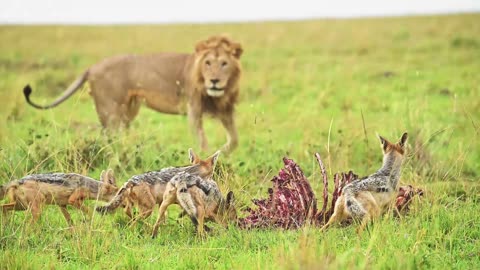 Lion Monitors Scavengers: Hyenas & Jackals on Edge