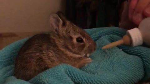 Baby bunny drinking milk