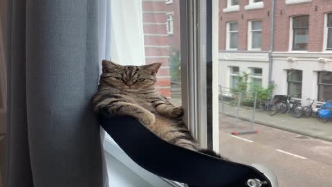 Kitten Climbs Cat Hammock