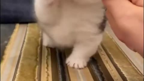 This Baby Cute Kitten Cat Playing with my Finger