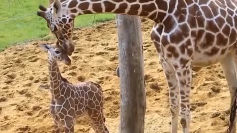 Cute kids with their mom | Beautiful moments ❤️