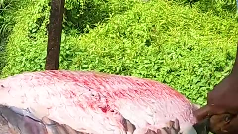 Wow! 30 Kg Big Catla Fish Cutting By Village Fisherman