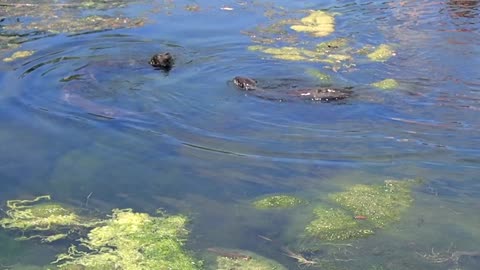 River Otter Trio of Fun