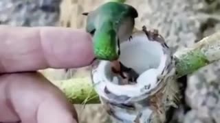 Hummingbird babies in the garden