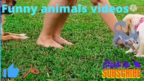 Funniest animals -bast of the funny animals' videos