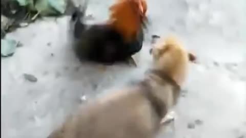 Chicken vs dog ! Best funny video 2022