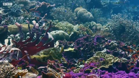 Cuttlefish Hypnotises Prey | Blue Planet II | BBC Earth