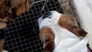 English Bulldog Wets His Brother While Drinking Water