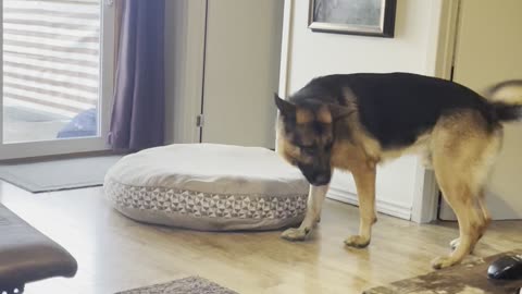 German shepherd makes own hockey game