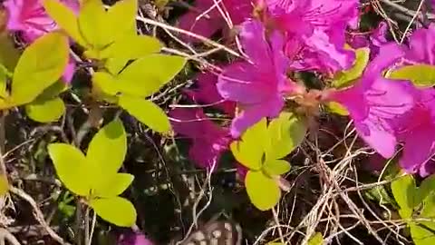 a royal azalea blossom & Butterfly