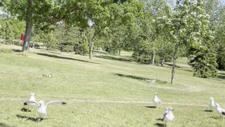 Playing with seagulls in garden