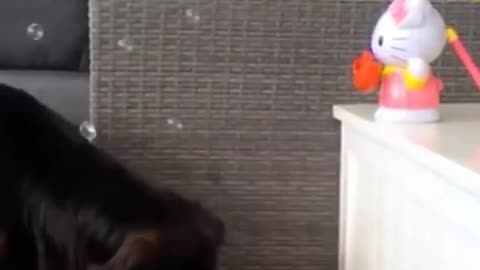 Funny dog masti | dog playing with toy | 🤣🤣