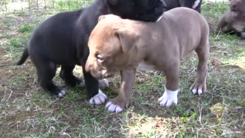 Pit Bull Growls and Snaps at Her Puppies! (Food Aggresion)