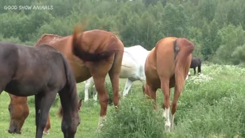 Animal Meeting 2022 Zebra Mare Horse Farm Stallion