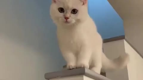 Cute baby Cats 🤩🤩