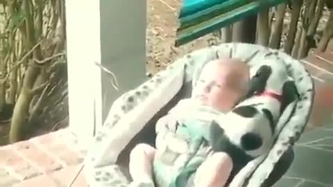 dog watching baby sleeping