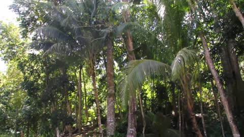 Jungle pool swim near Jagna, Bohol Philippines