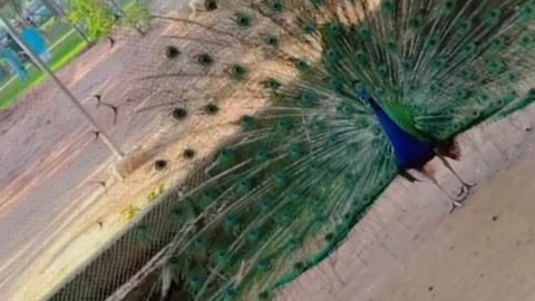 Peacock