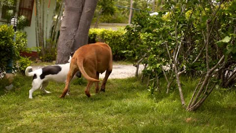 Mother Dog Playing with her kids